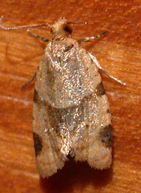 Garden Tortrix